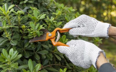 Cómo adaptar las zonas verdes de la Comunidad para el otoño e invierno